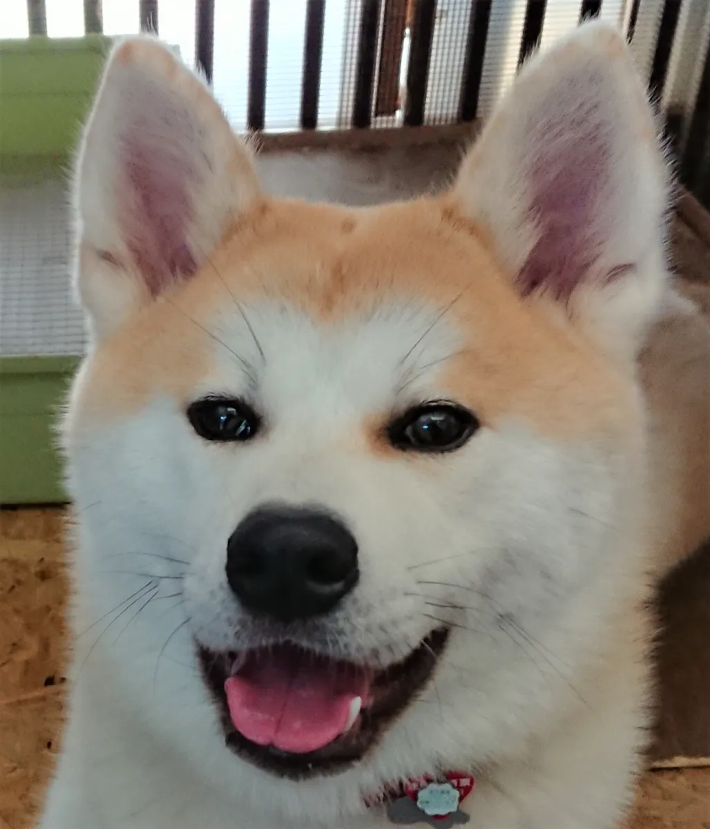 美山荘の看板娘、秋田犬の晃子