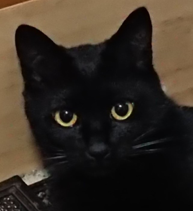 美山荘の猫、えつこ