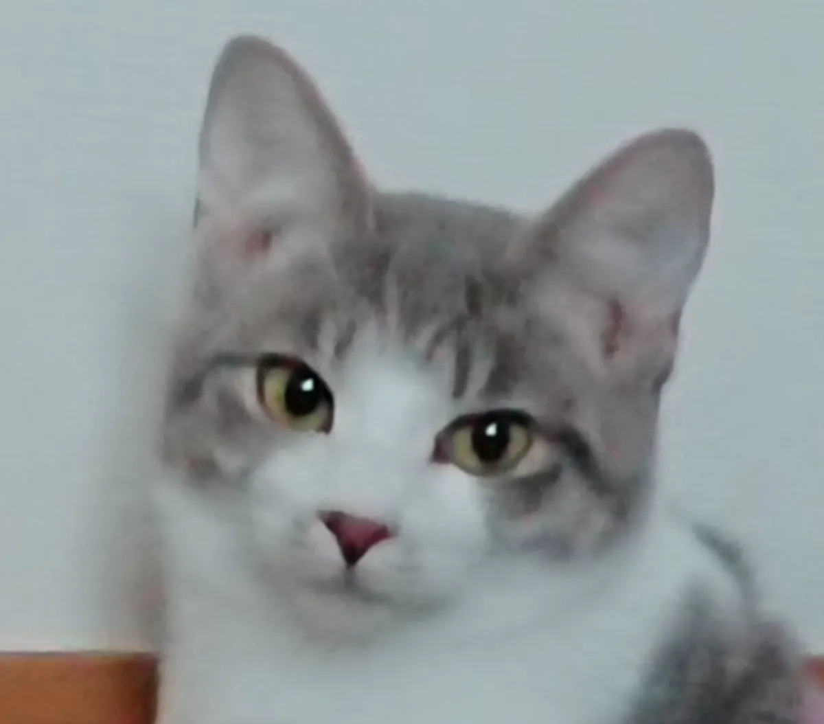 美山荘の猫、ぐれほ