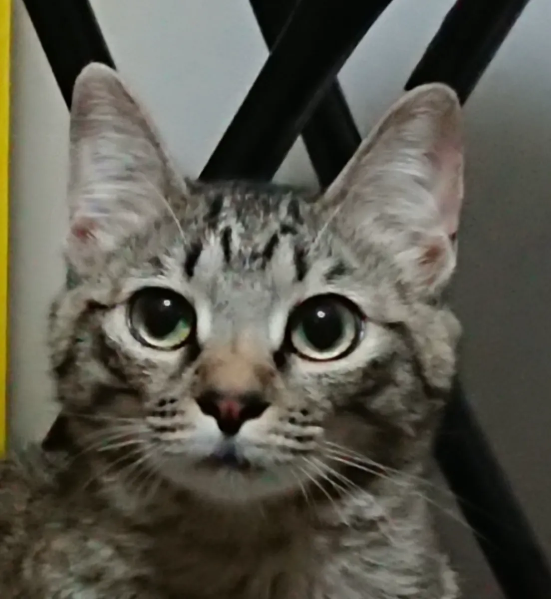 美山荘の猫、まる