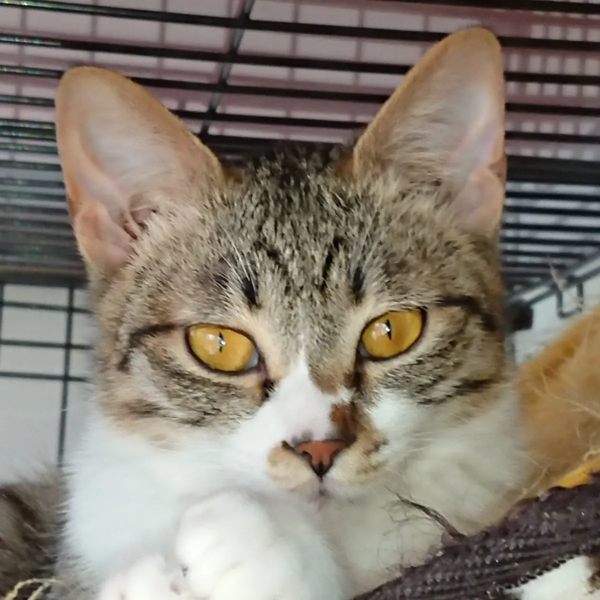 美山荘の猫、ぴか